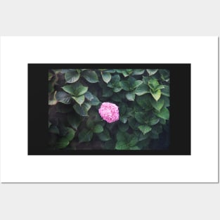 Alkaline hydrangea Posters and Art